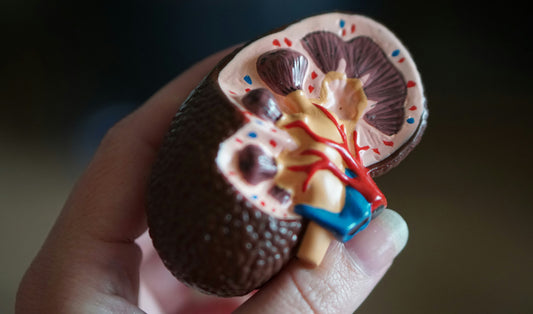 Is Erythritol Safe for Kidneys?