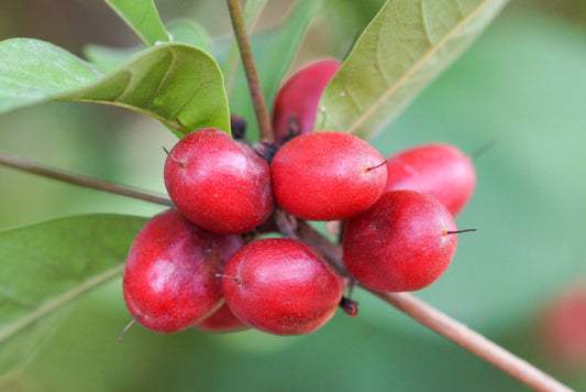 The Next Generation 'OS' of Sweetening Has Arrived