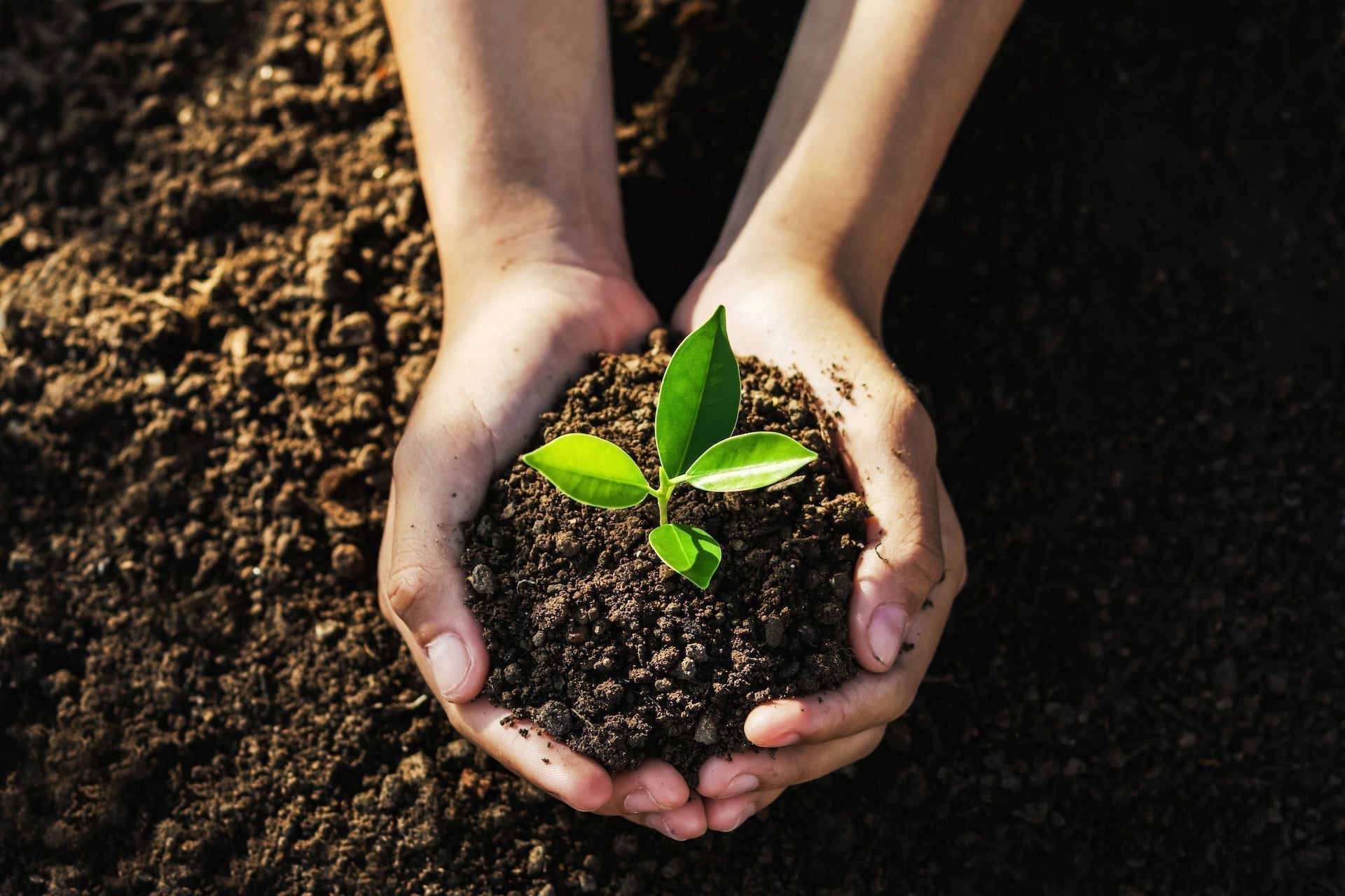 Rethinking Sugar this Earth Day