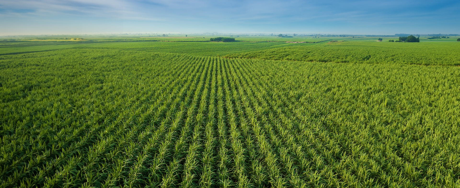 How Sweet Proteins Reduce the Massive Tole of Sugarcane on our Planet
