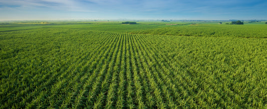 How Sweet Proteins Reduce the Massive Tole of Sugarcane on our Planet