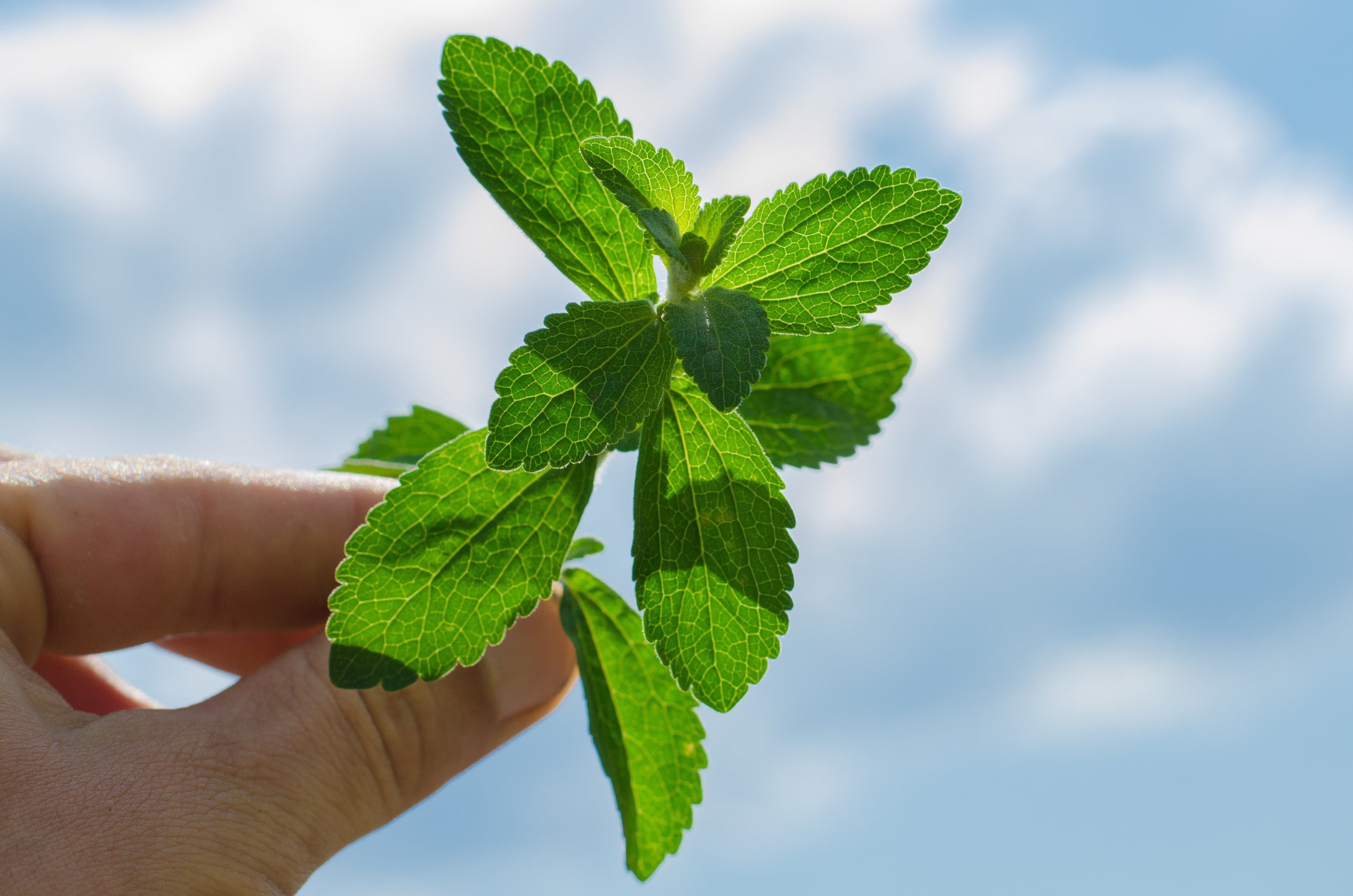 How Stevia and Sweet Proteins Work Together for Better Sugar Reduction
