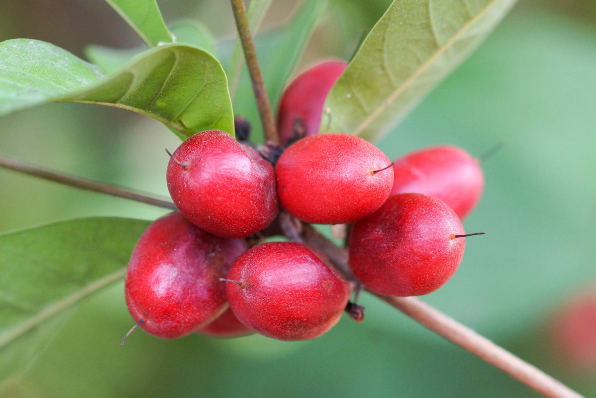 Sweet Proteins: The Ultimate Sugar Alternative You Haven’t Heard Of (Yet)